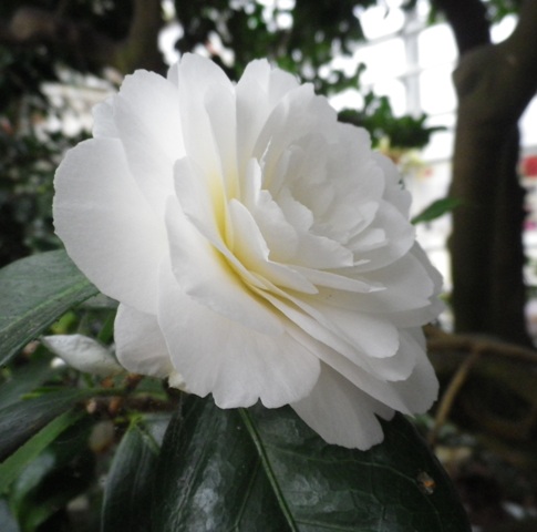 Die Roßweiner Kamelie – Heimatverein Rosswein e.V.